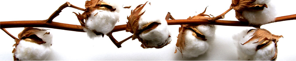 cotton branch